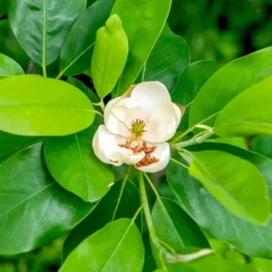 Sweetbay Magnolia Live Plant – Native Flowering Tree – Fragrant Blooms – 10-18 in Tall, 4-inch Pot - Image 3