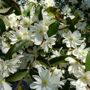 Sweetbay Magnolia Live Plant – Native Flowering Tree – Fragrant Blooms – 10-18 in Tall, 4-inch Pot - Image 4