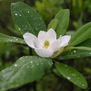 Sweetbay Magnolia Live Plant – Native Flowering Tree – Fragrant Blooms – 10-18 in Tall, 4-inch Pot - Image 1