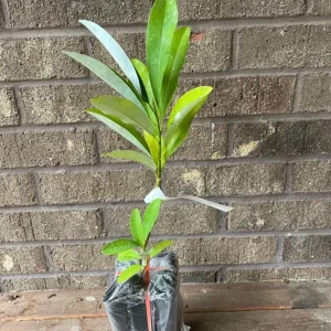 Sweetbay Magnolia Live Plant – Native Flowering Tree – Fragrant Blooms – 10-18 in Tall, 4-inch Pot - Image 5