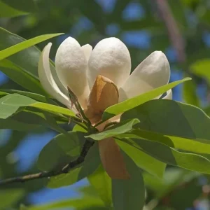 Sweetbay Magnolia Live Plant – Native Flowering Tree – Fragrant Blooms – 10-18 in Tall, 4-inch Pot - Image 8