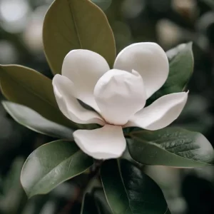 Sweetbay Magnolia Live Plant – Quart Pot – Fragrant Evergreen Tree – USDA Zones 5-9 - Image 3