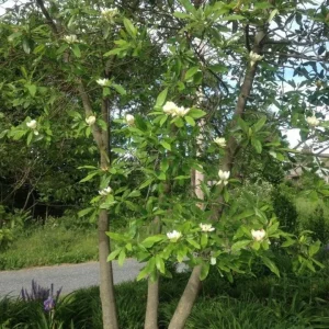 Sweetbay Magnolia Live Plant – Quart Pot – Fragrant Evergreen Tree – USDA Zones 5-9 - Image 5