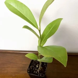 Sweetbay Magnolia Live Plant – Quart Pot – Fragrant Evergreen Tree – USDA Zones 5-9 - Image 8