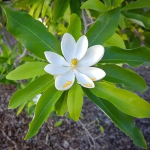 Sweetbay Magnolia Live Plant – Quart Pot – Fragrant Evergreen Tree – USDA Zones 5-9 - Image 1