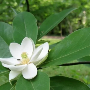 Sweetbay Magnolia Tree - 2 Bare Roots - Fragrant Creamy White Blooms - Image 4