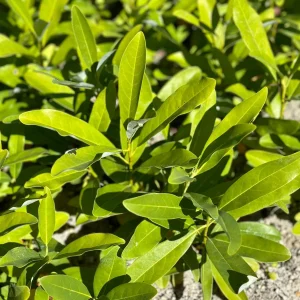 Sweetbay Magnolia Tree - 2 Bare Roots - Fragrant Creamy White Blooms - Image 5