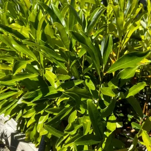 Sweetbay Magnolia Tree - 2 Bare Roots - Fragrant Creamy White Blooms - Image 6