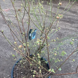 Sweetheart Blueberry Live Plant – Vaccinium Corymbosum – 3 Gallon Pot - Image 2