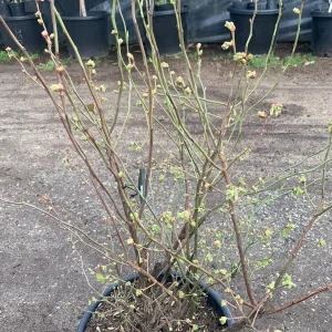 Sweetheart Blueberry Live Plant – Vaccinium Corymbosum – 3 Gallon Pot - Image 3