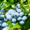 Sweetheart Blueberry Live Plant – Vaccinium Corymbosum – 3 Gallon Pot - Image 1