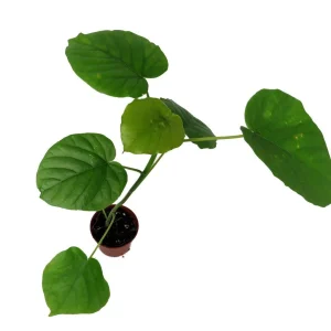 Sweetheart Ficus Live Plant – Ficus Natarensus – 2.5 inch Pot – Easy Indoor Houseplant - Image 2