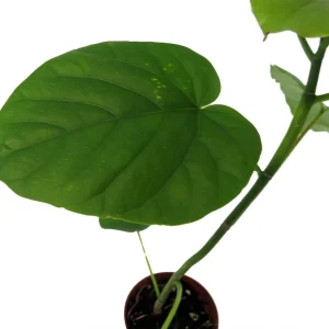 Sweetheart Ficus Live Plant – Ficus Natarensus – 2.5 inch Pot – Easy Indoor Houseplant - Image 3