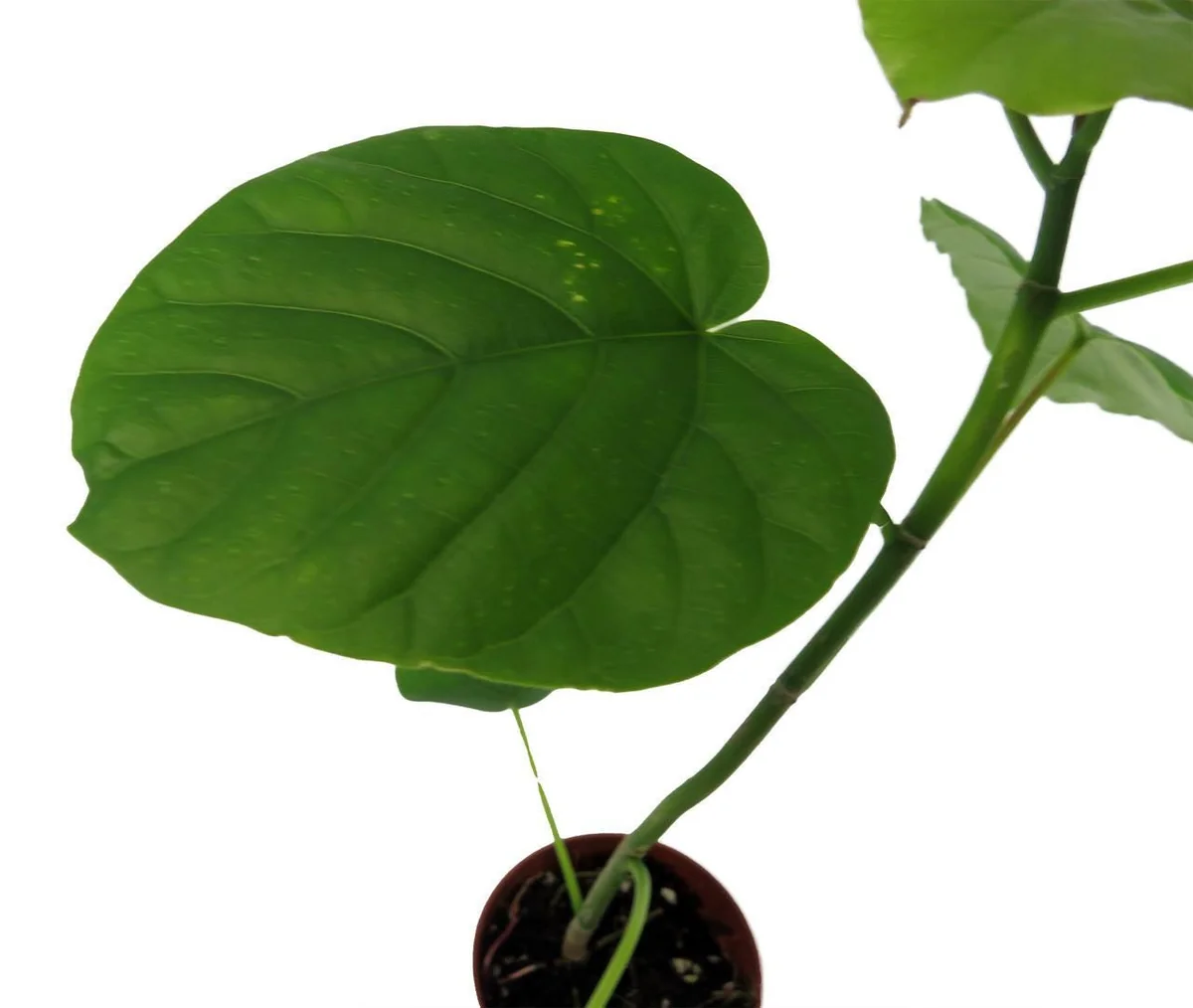 Sweetheart Ficus Live Plant – Ficus Natarensus – 2.5 inch Pot – Easy Indoor Houseplant - Image 3