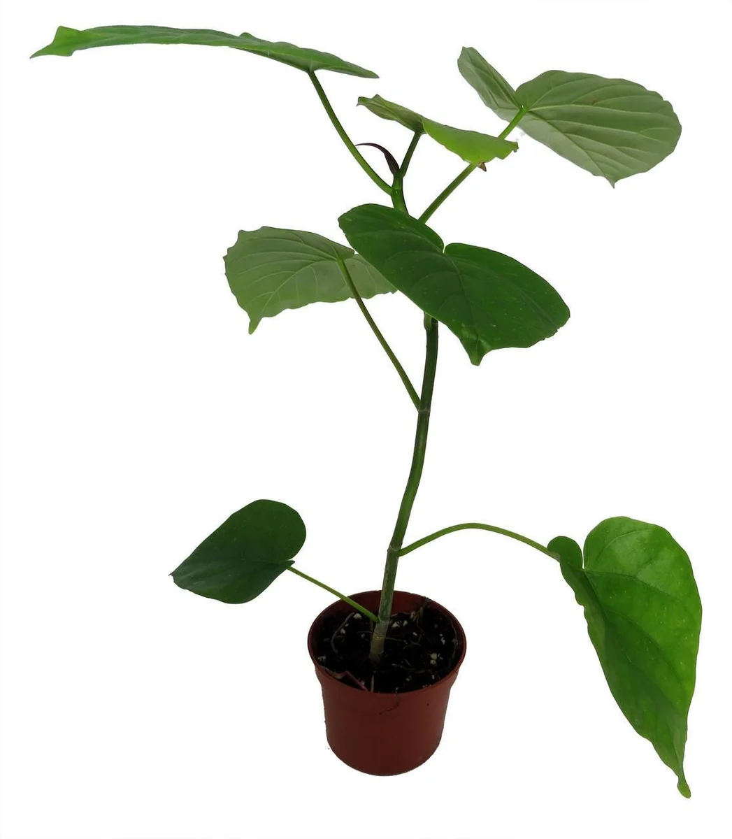Sweetheart Ficus Live Plant – Ficus Natarensus – 2.5 inch Pot – Easy Indoor Houseplant - Image 4