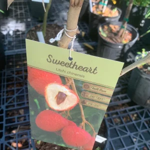 Sweetheart Lychee Live Plant - Grafted - 3 Gallon Pot - Tropical Fruit Tree - Image 3
