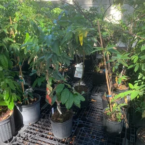 Sweetheart Lychee Live Plant - Grafted - 3 Gallon Pot - Tropical Fruit Tree - Image 5