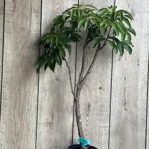 Sweetheart Lychee Tree Live Plant – 2-4 Ft Tall – 10-inch Pot – Air Layered – Outdoor Fruit Tree - Image 10