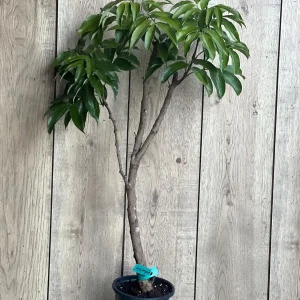 Sweetheart Lychee Tree Live Plant – 2-4 Ft Tall – 10-inch Pot – Air Layered – Outdoor Fruit Tree - Image 8