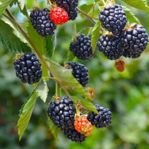 Sweetie Pie Thornless Blackberry Live Plants - 2 Pack, Heat Tolerant, 4-6 inches - Image 2