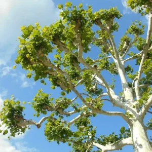 Sycamore Tree Live Plant (Platanus occidentalis) - 18+ Inches Tall - Deciduous Outdoor Tree - Image 2