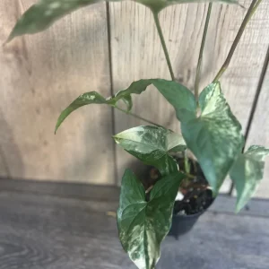 Syngonium Albo Variegata Live Plant – 4 inch Pot – Indoor Arrowhead Vine - Image 2