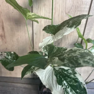 Syngonium Albo Variegata Live Plant – 4 inch Pot – Indoor Arrowhead Vine - Image 3