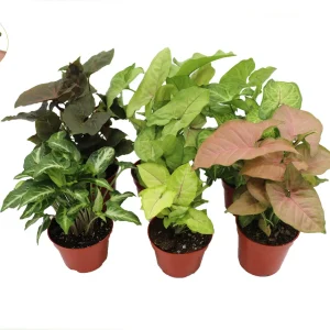 Syngonium Assortment – 6 Live Plants – 4-inch Pots – Indoor Foliage Houseplant - Image 1