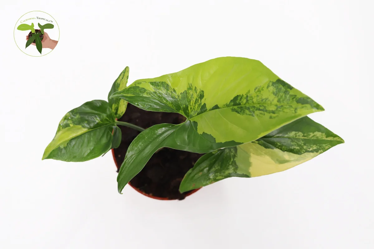 Syngonium Aurea Live Plant – Rare Potted Houseplant – 4 inch Pot – Indoor - Image 2