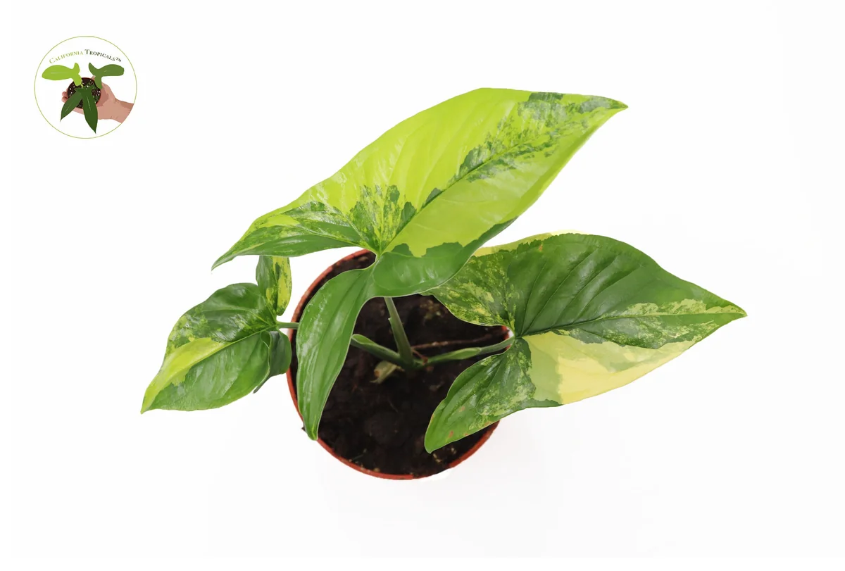 Syngonium Aurea Live Plant – Rare Potted Houseplant – 4 inch Pot – Indoor - Image 3