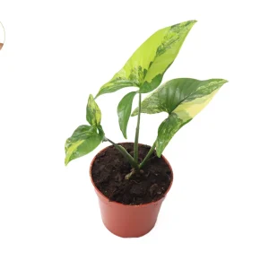 Syngonium Aurea Live Plant – Rare Potted Houseplant – 4 inch Pot – Indoor - Image 1