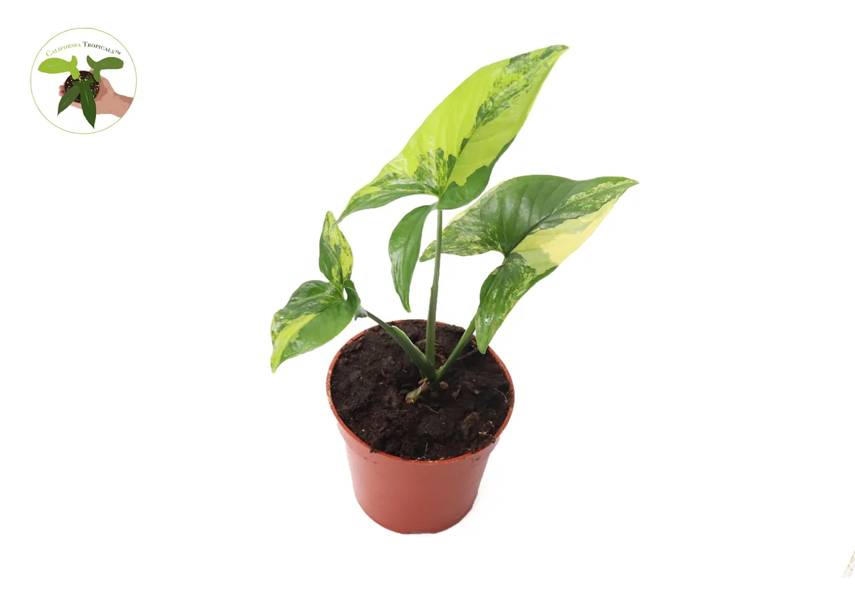 Syngonium Aurea Live Plant – Rare Potted Houseplant – 4 inch Pot – Indoor - Image 1