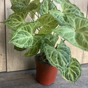 Syngonium Batik Live Plant – 4 inch Pot – Potted Houseplant – Indoor - Image 4
