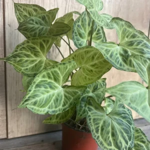 Syngonium Batik Live Plant – 4 inch Pot – Potted Houseplant – Indoor - Image 5