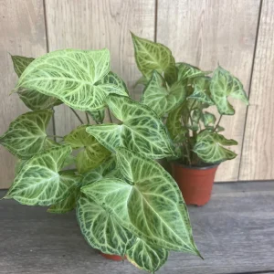 Syngonium Batik Live Plant – 4 inch Pot – Potted Houseplant – Indoor - Image 7