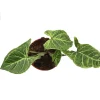 Syngonium Batik Live Plant – Potted Arrowhead Vine, 4 inch, Indoor - Image 1