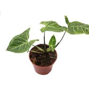 Syngonium Batik Live Plant – Potted Arrowhead Vine, 4 inch, Indoor - Image 2