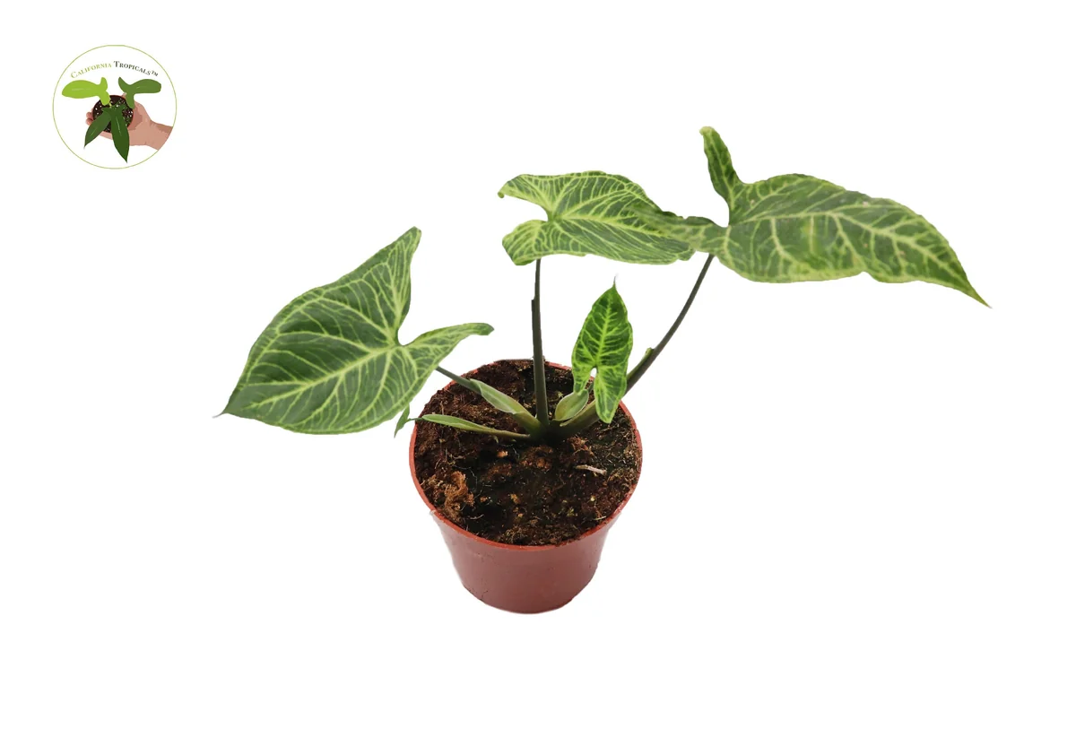 Syngonium Batik Live Plant – Potted Arrowhead Vine, 4 inch, Indoor - Image 2
