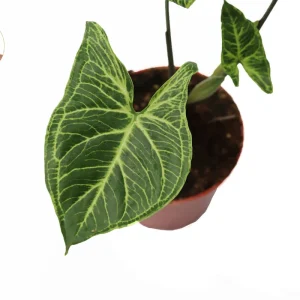 Syngonium Batik Live Plant – Potted Arrowhead Vine, 4 inch, Indoor - Image 3