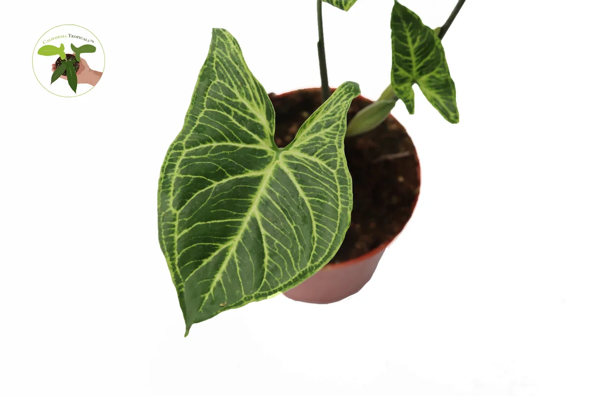 Syngonium Batik Live Plant – Potted Arrowhead Vine, 4 inch, Indoor - Image 3