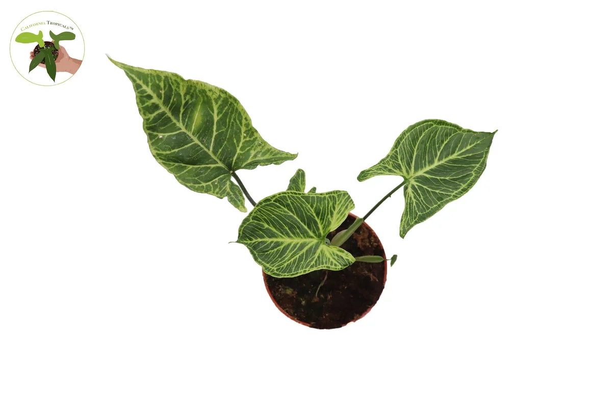 Syngonium Batik Live Plant – Potted Arrowhead Vine, 4 inch, Indoor - Image 4