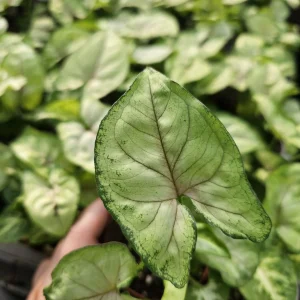 Syngonium Berry Allusion Live Plant - 2in Pot Arrowhead Vine Houseplant Indoor - Image 3