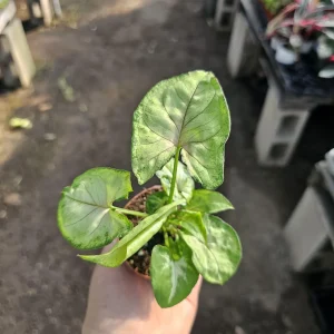 Syngonium Berry Allusion Live Plant - 2in Pot Arrowhead Vine Houseplant Indoor - Image 1