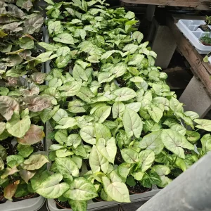 Syngonium Berry Allusion Live Plant - 2in Pot Arrowhead Vine Houseplant Indoor - Image 5