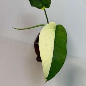 Syngonium Chiapense Albo Variegated Live Plant - Rare Aroid Houseplant - Image 3