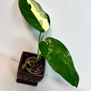 Syngonium Chiapense Albo Variegated Live Plant - Rare Indoor Aroid - Image 3