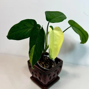 Syngonium Chiapense Albo Variegated Live Plant - Rare Indoor Aroid - Image 1