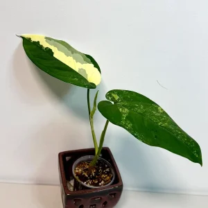 Syngonium Chiapense Albo Variegated Live Plant - Rare Indoor Aroid - Image 4