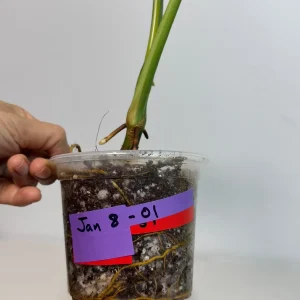 Syngonium Chiapense Albo Variegated Live Plant - Rare Aroid Houseplant - Image 5