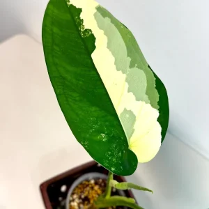 Syngonium Chiapense Albo Variegated Live Plant - Rare Indoor Aroid - Image 5